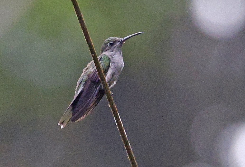 image Grey-breasted Sabrewing